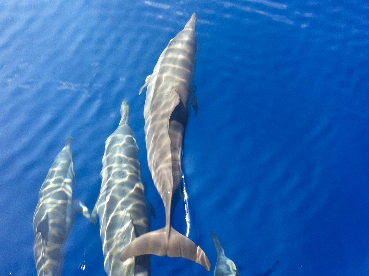 Day 6 - Cruise back towards Male’ Atoll – Dolphin watching & Farewell dinner