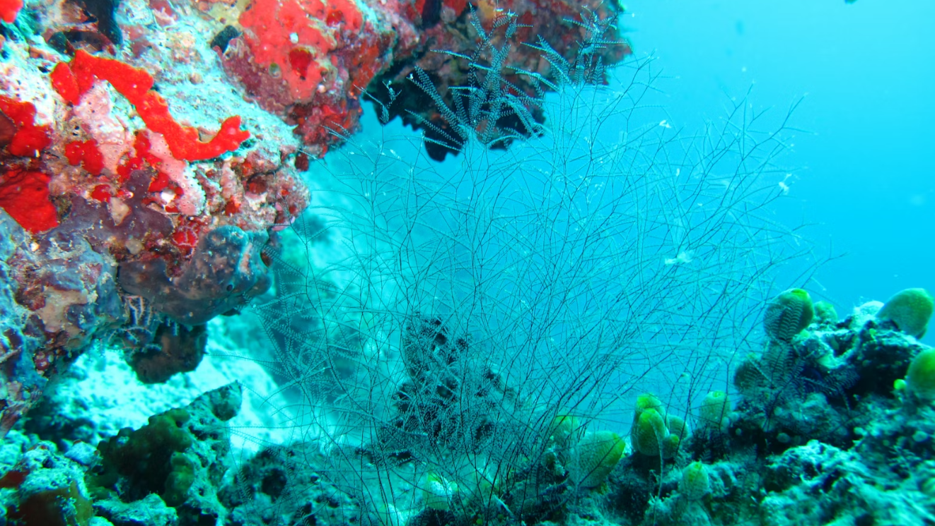 DAY 7 Male’ Visit – North Male’ Atoll