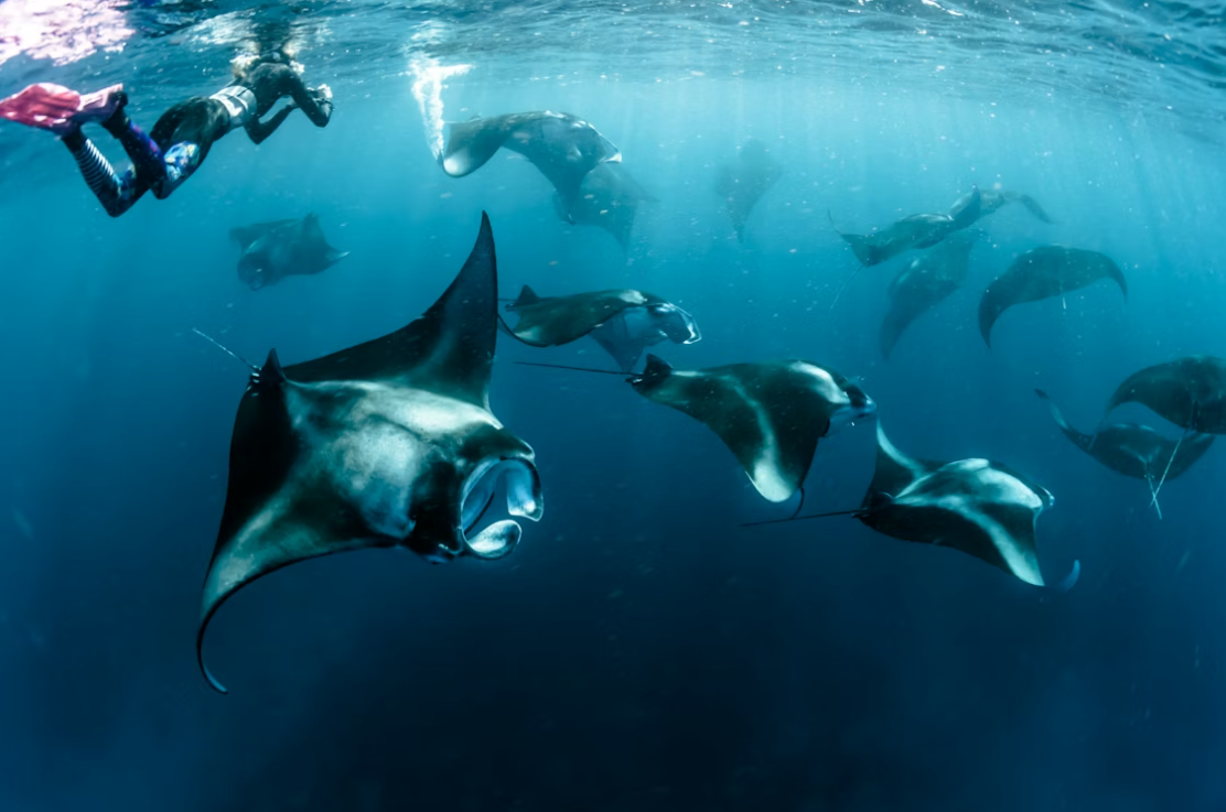 DAY 5 Cruise in search of Manta Rays and Whale Sharks – South Ari Atoll