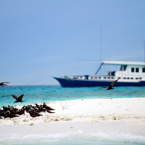 DAY 1 Join the cruise and visit a local island at South Male’