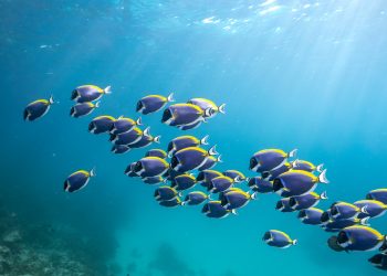 @Alexandlise - Villa Nautica - Marinelife 4