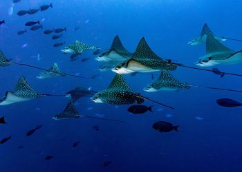 Underwater portrait of eagle ray manta in Maldives