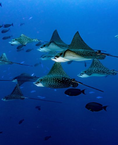 Underwater portrait of eagle ray manta in Maldives